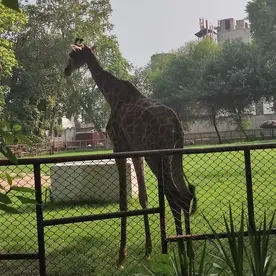 Check this before Visiting Lahore Zoo