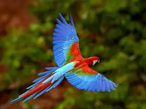 Hyacinth Macaw Parrot Bird Details & Price in Pakistan