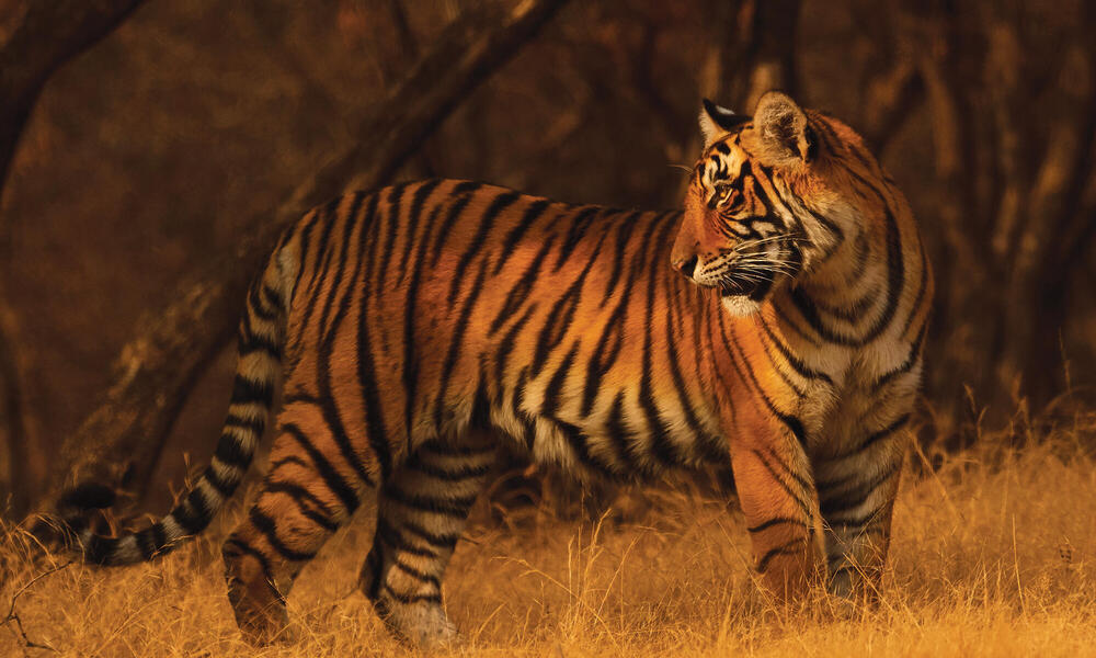 Check this before Visiting Lahore Zoo