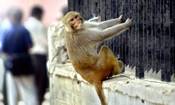 Check this before Visiting Lahore Zoo