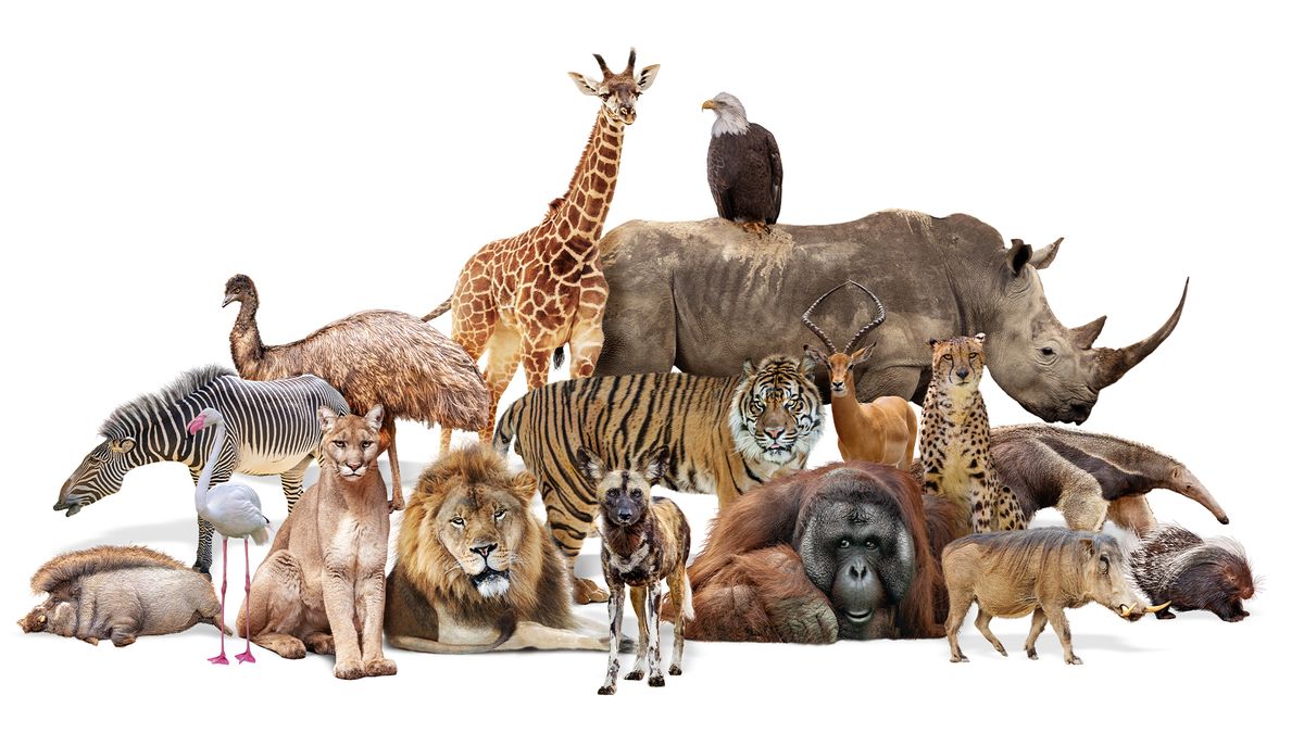 Check this before Visiting Lahore Zoo