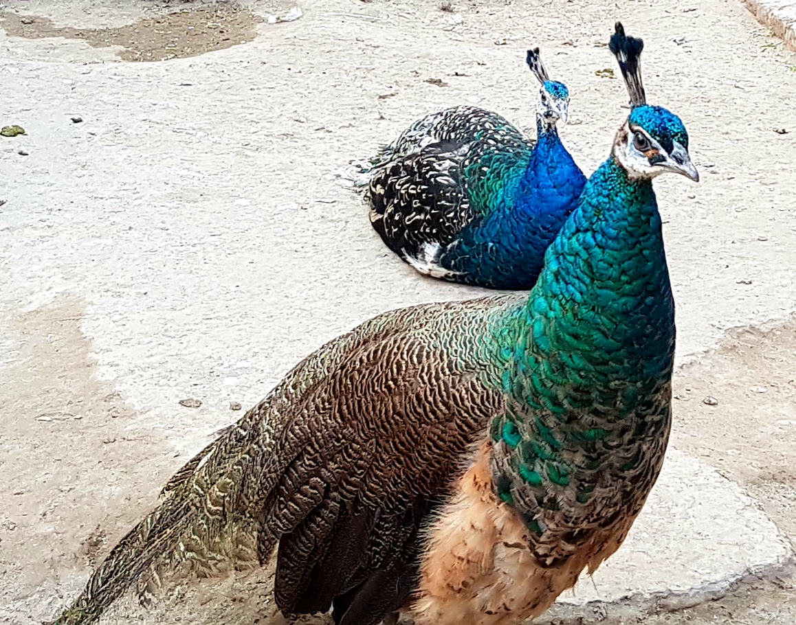 Check this before Visiting Lahore Zoo